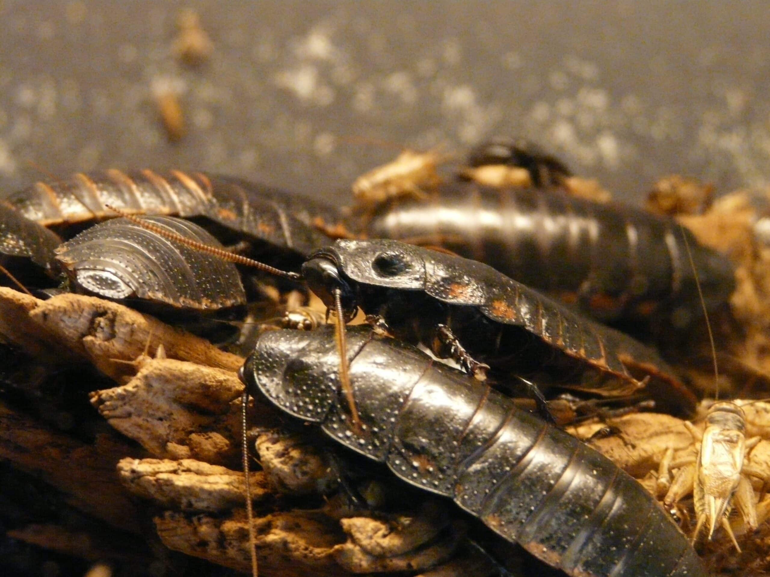 Isopods