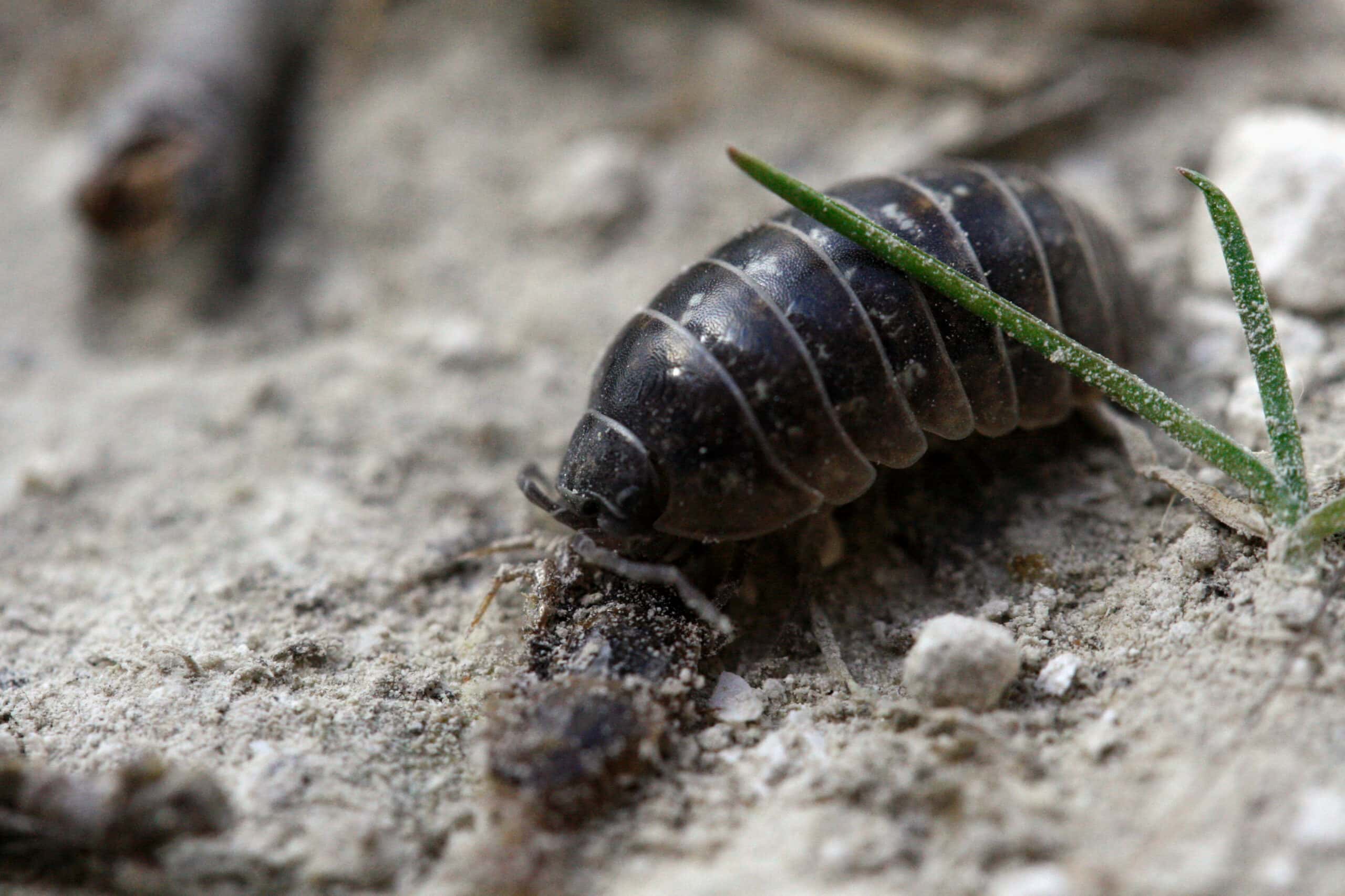 Isopods