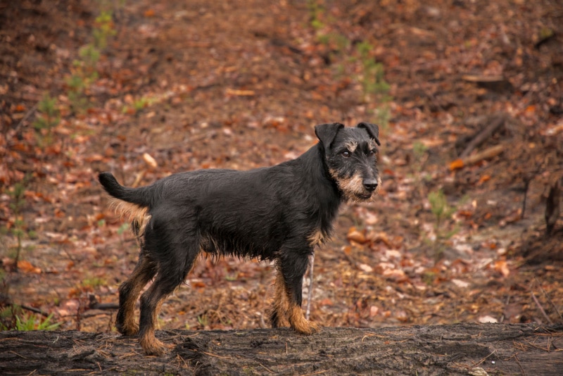 Jagdterrier dog standing in the woodsJagdterrier dog standing in the woods