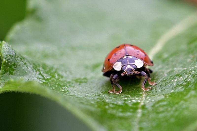 Ladybug close up