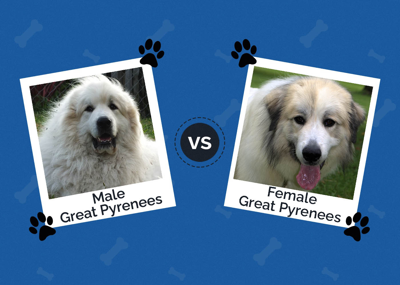 Male vs Female Great Pyrenees