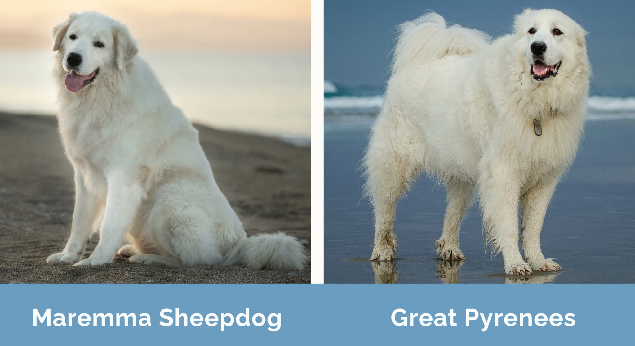Maremma Sheepdog vs Great Pyrenees The Differences (With Pictures) Hepper