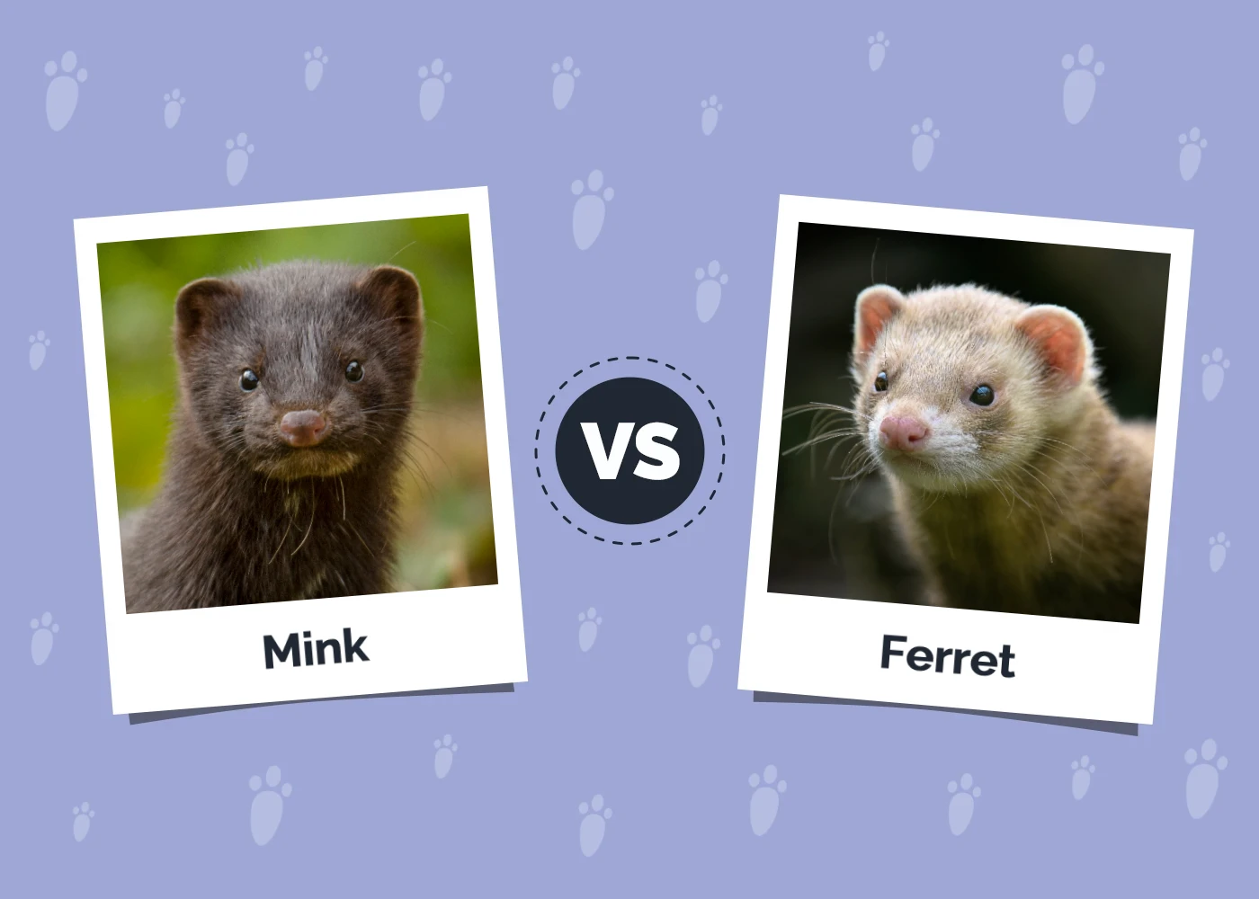 Mink vs Ferret - Featured Image