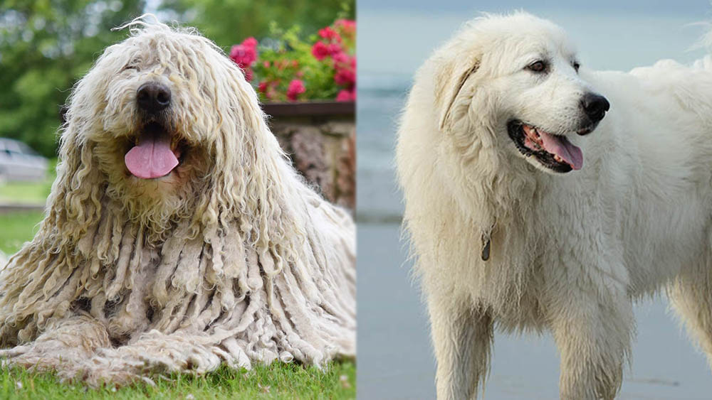 Parent Breeds of the Komondor Great Pyrenees Mix