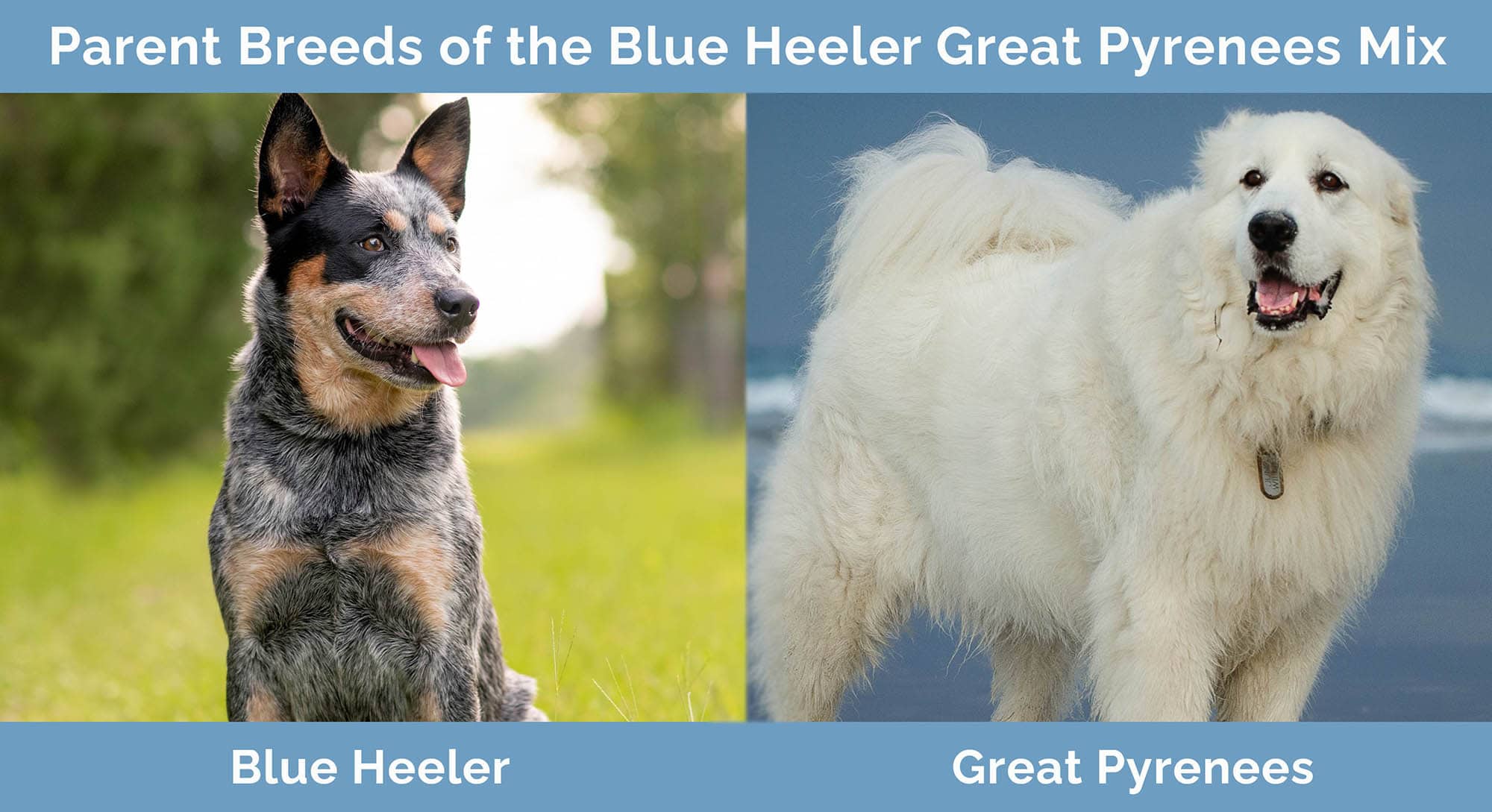 Blue Heeler Great Pyrenees Mix Pictures Care Guide Temperament