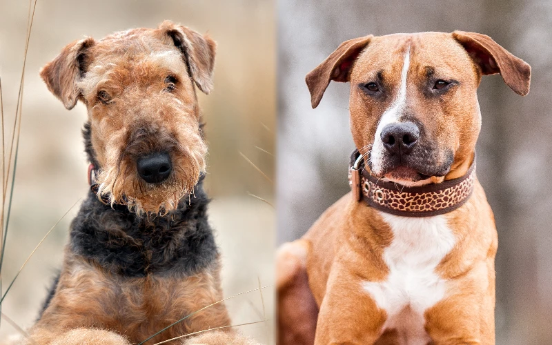 Parent breeds of the Airedale Pitbull Mix