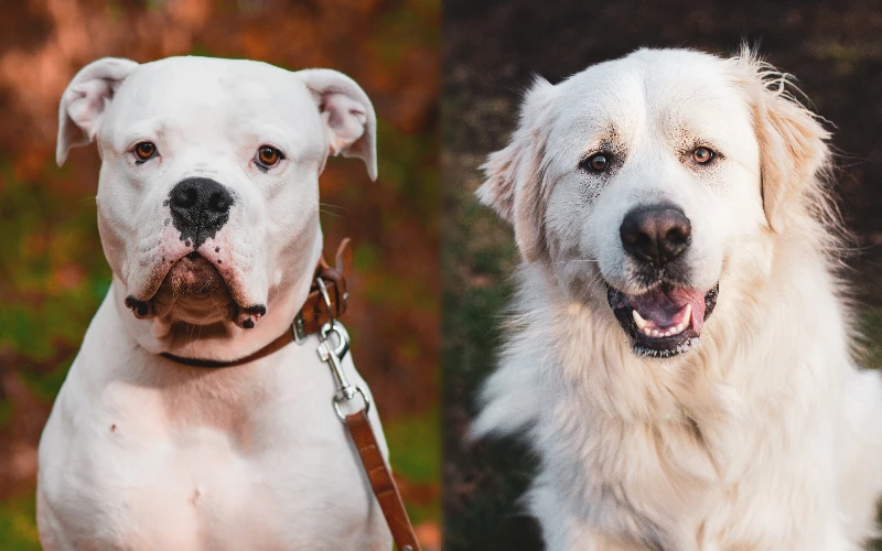 Parent breeds of the American Bulldog Great Pyrenees Mix