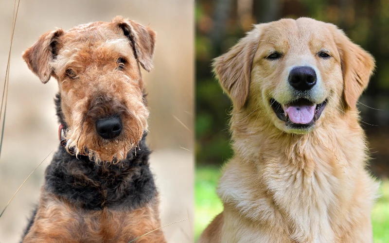 Parent breeds of the Goldendale (Airedale & Golden Retriever Mix)