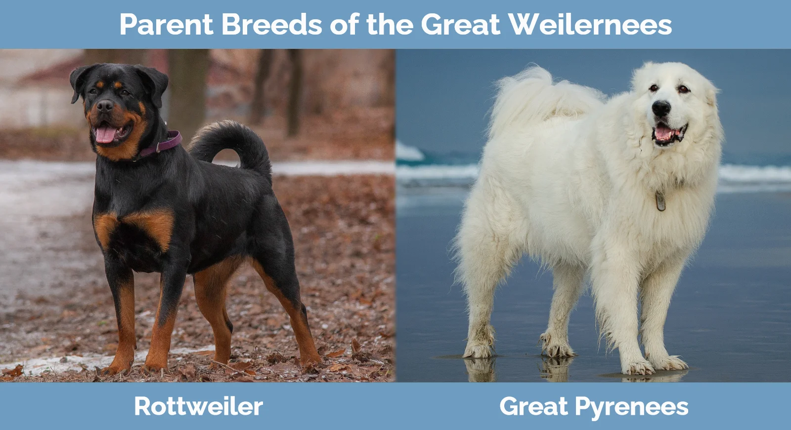 Great pyrenees deals and rottweiler
