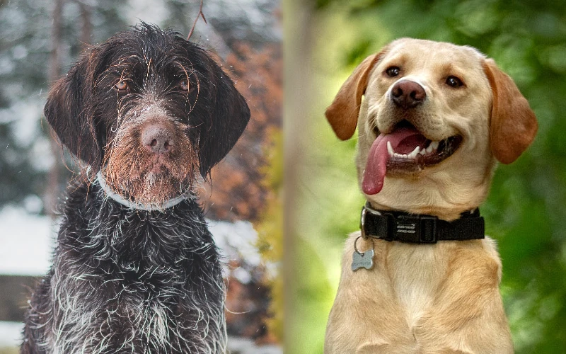 Parent breeds of the Griffondor (Wirehaired Pointing Griffon Labrador Mix)