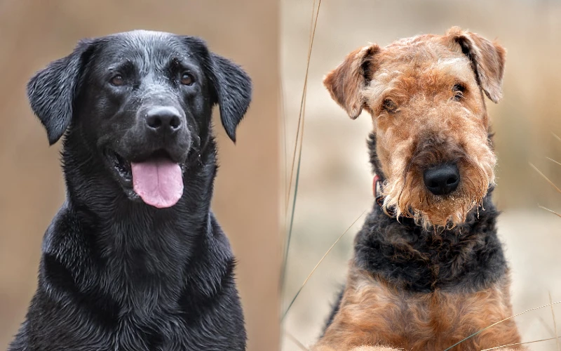 Parent breeds of the Lab'Aire (Lab Airedale Mix)