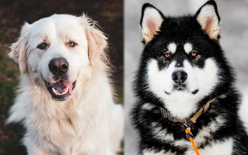 Parent breeds of the Malanees (Great Pyrenees Malamute Mix) - Featured Image