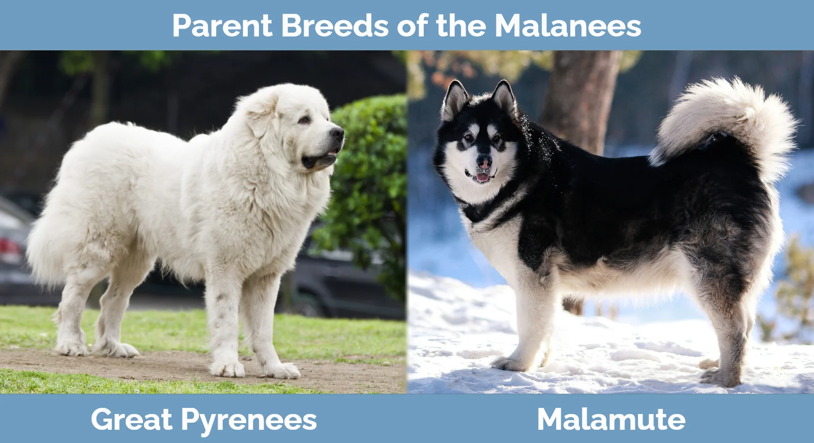 Parent breeds of the Malanees (Great Pyrenees Malamute Mix)