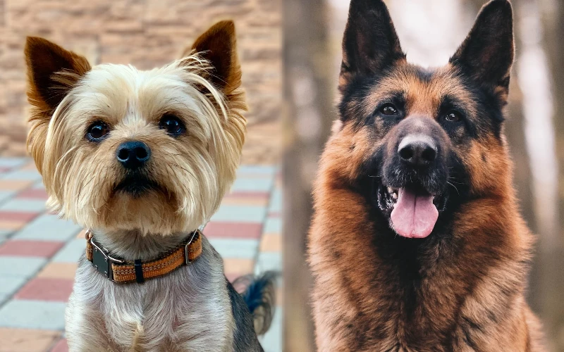 Parent breeds of the Yorkie German Shepherd