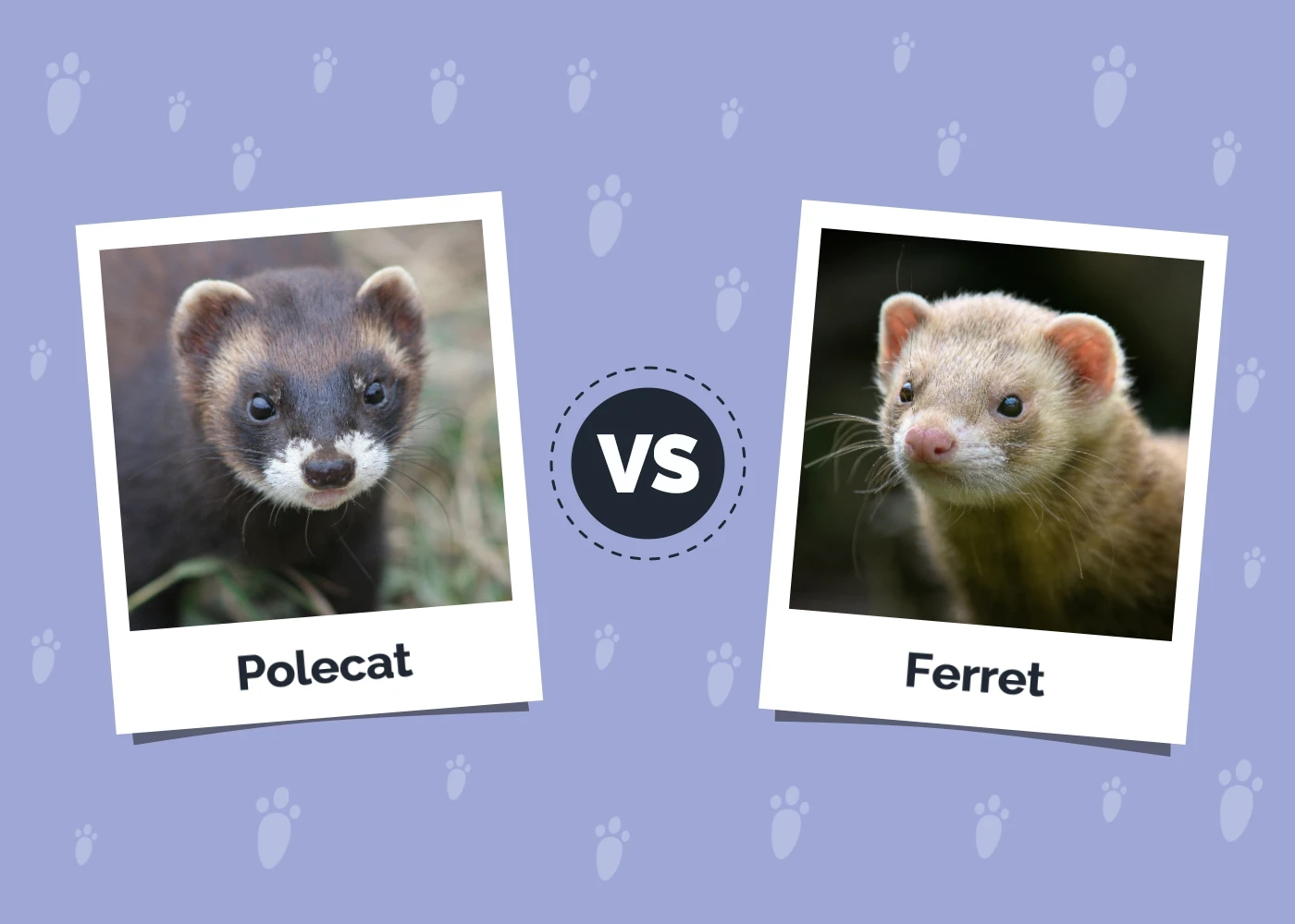 Polecat vs Ferret - Featured Image