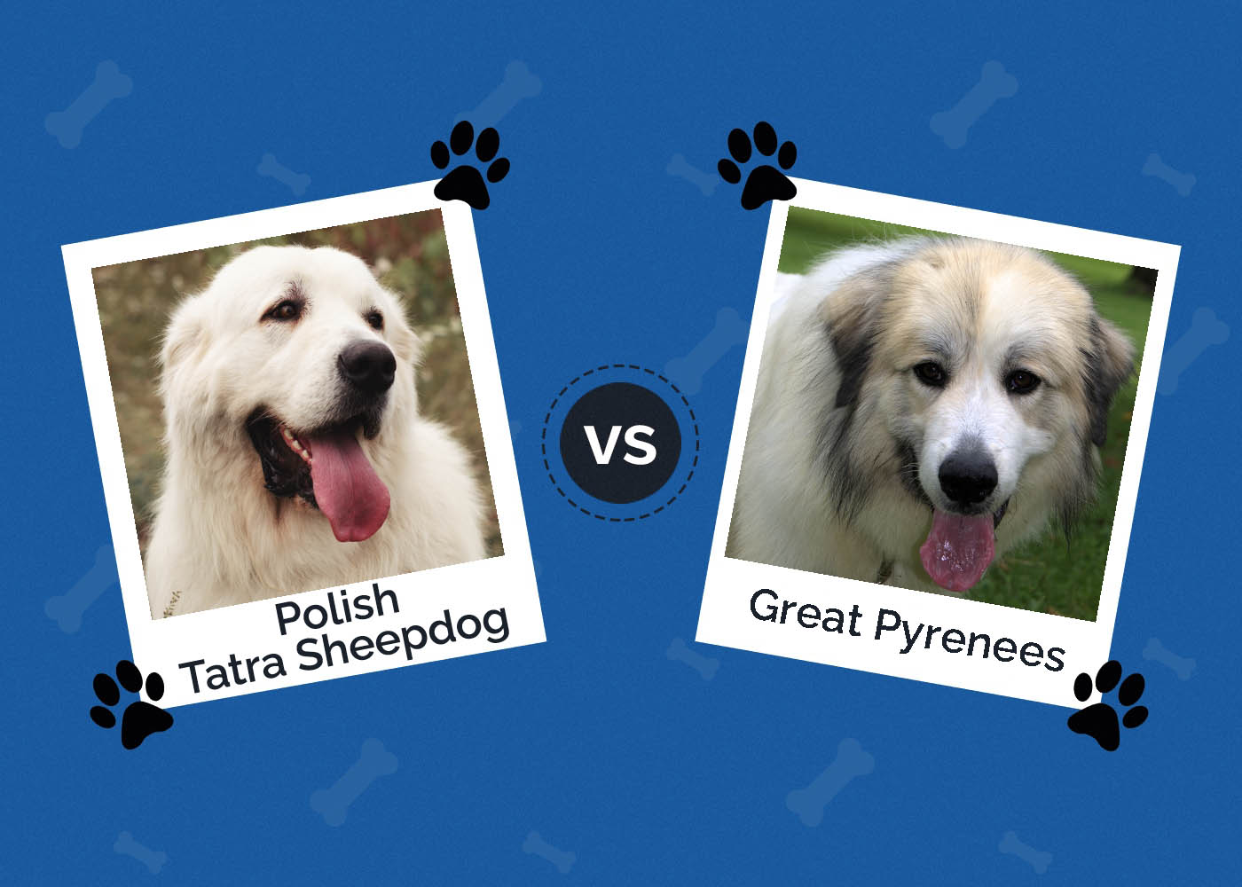 Polish Tatra Sheepdog vs Great Pyrenees