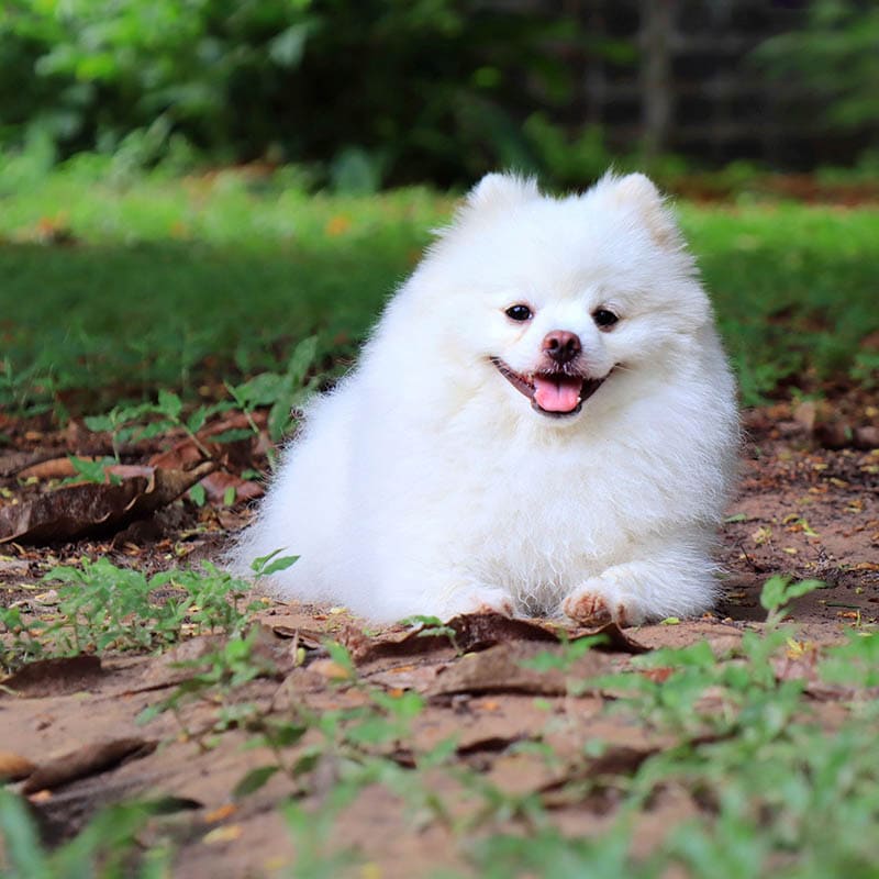 Portrait of a cute young white Pomeranian