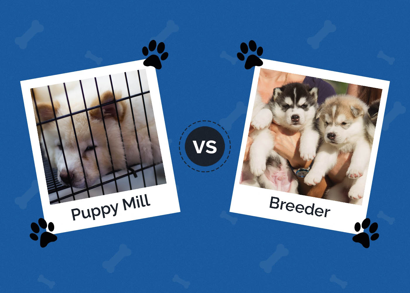 Puppy Mill vs Breeder