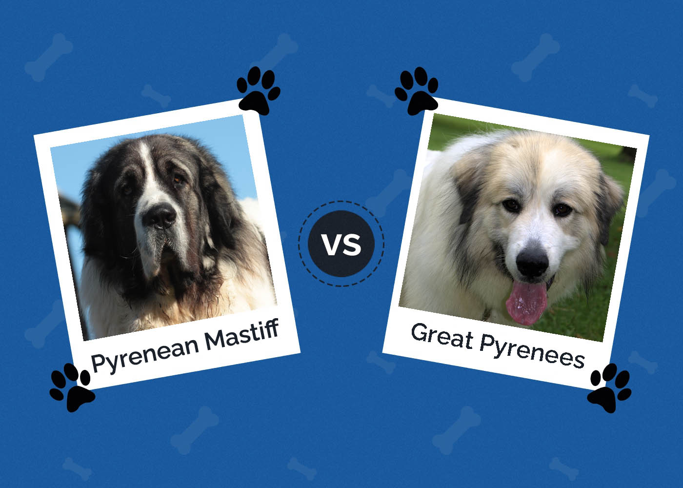 Pyrenean Mastiff vs Great Pyrenees
