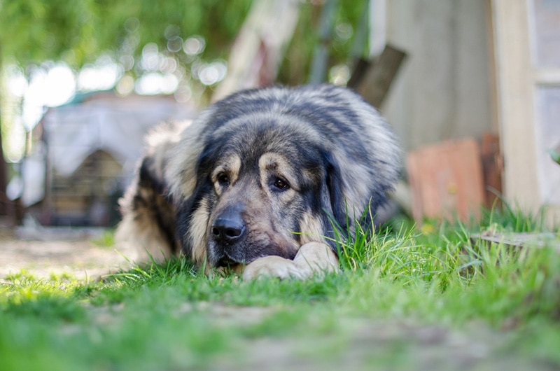Resting dog sarplaninac