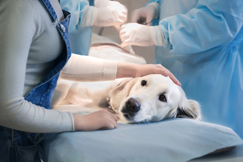 Retriever Dog in Veterinarian