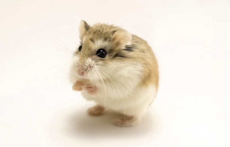 Where Do Hamsters Live in the Wild? - WorldAtlas