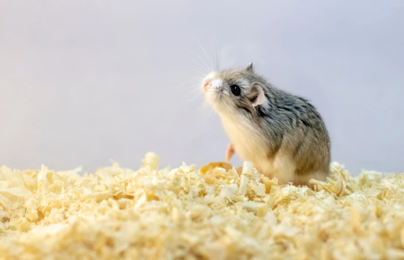 Roborovski hamster in wood shavings or flakes with solid gray background