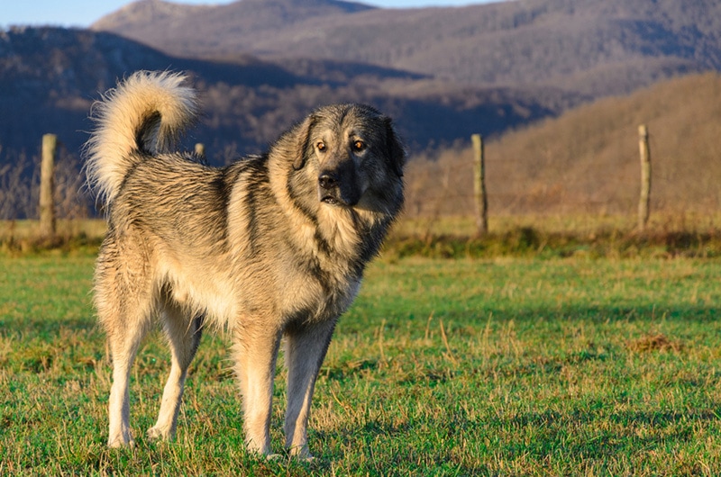 Sarplaninac dog breed