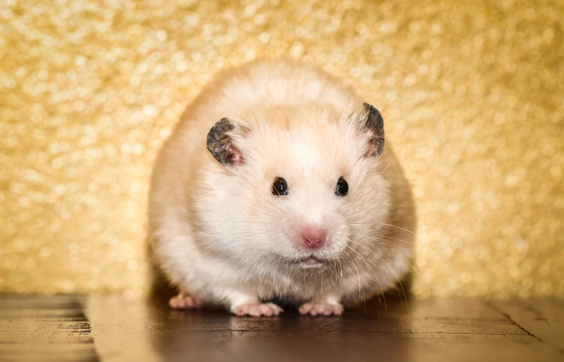 Satin Syrian hamster, yellow-white on a brown table with a gold background