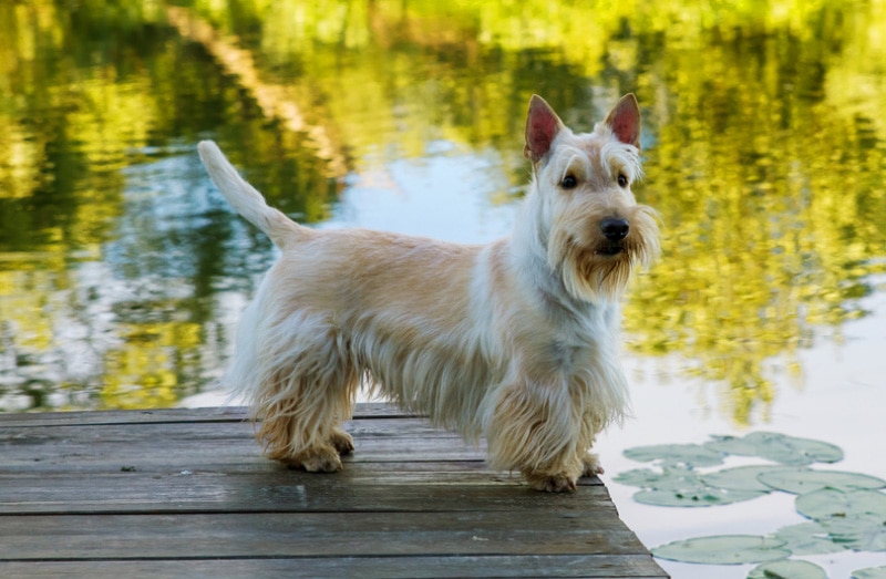 Scottish Terrier dog standing on wooden bridge