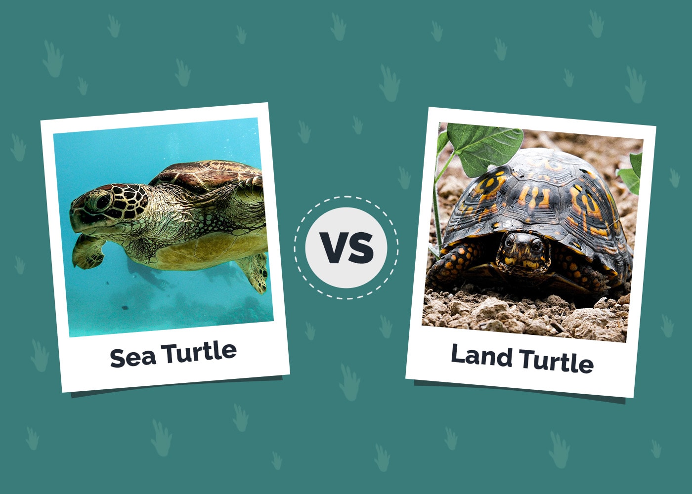 Sea vs Land Turtle