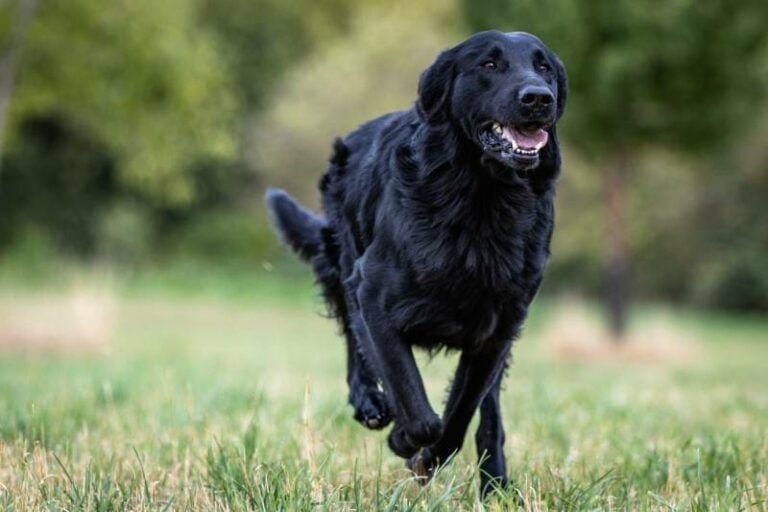 15 Dogs That Are Similar to Labs Pictures, Facts & History Hepper