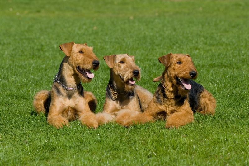 Three airedale terrier lying in the grass