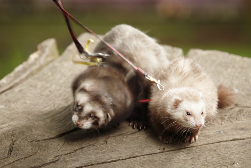 Two ferrets on leashes