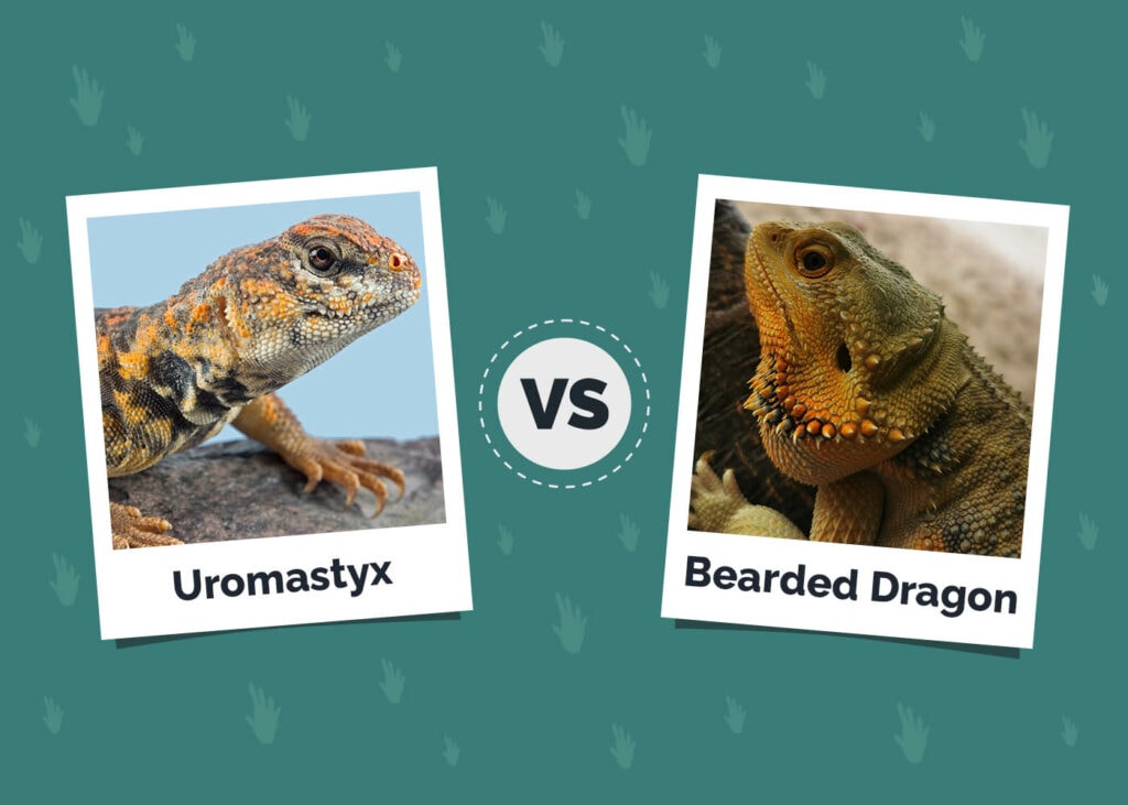 Uromastyx vs Bearded Dragon