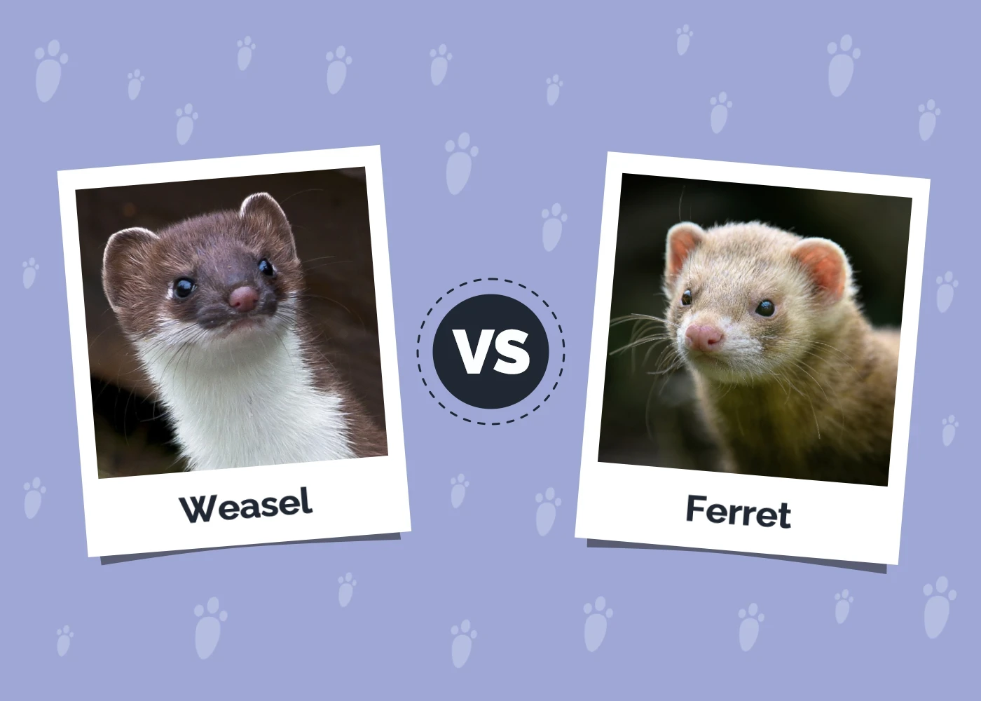 Weasel vs Ferret - Featured Image