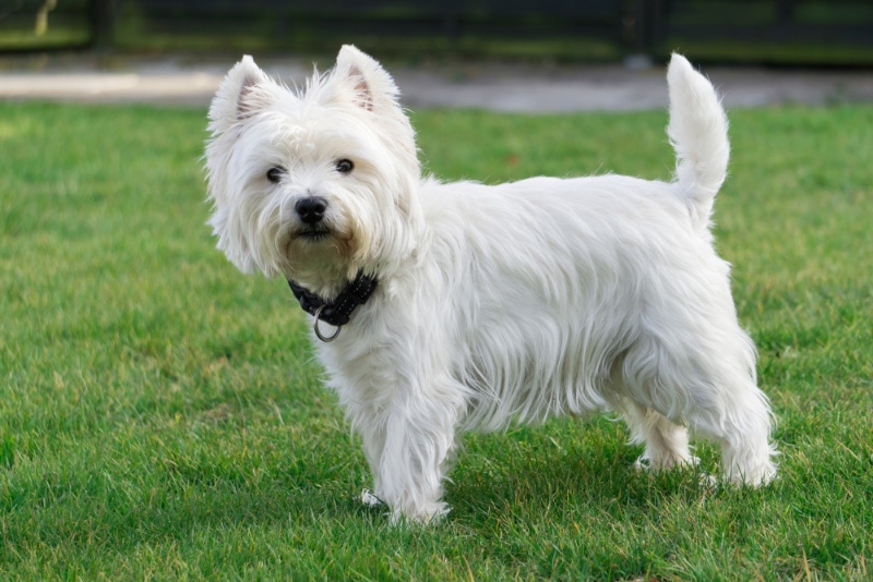 West Highland White Terrier dog in the garden