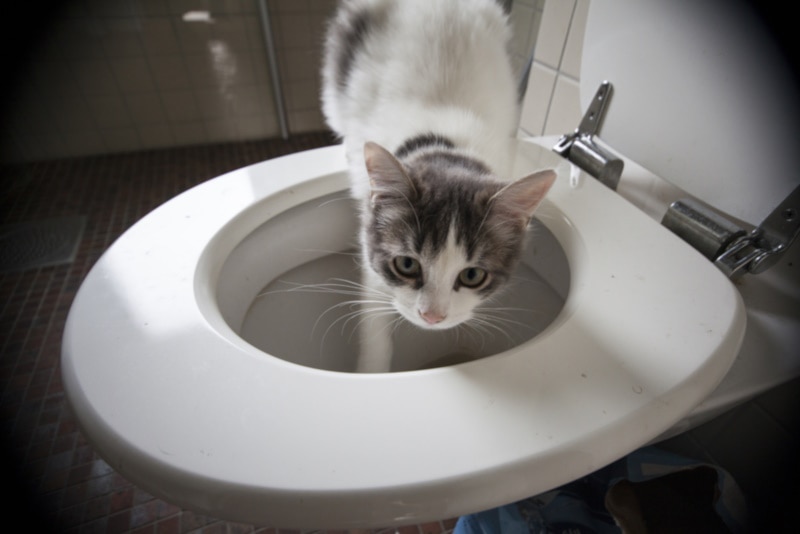 White ad grey kitten drinking from toilet bowl
