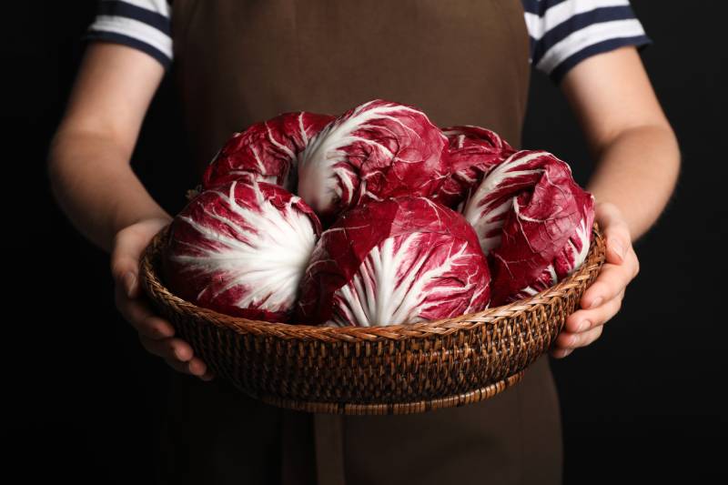 Woman with ripe radicchios on black background