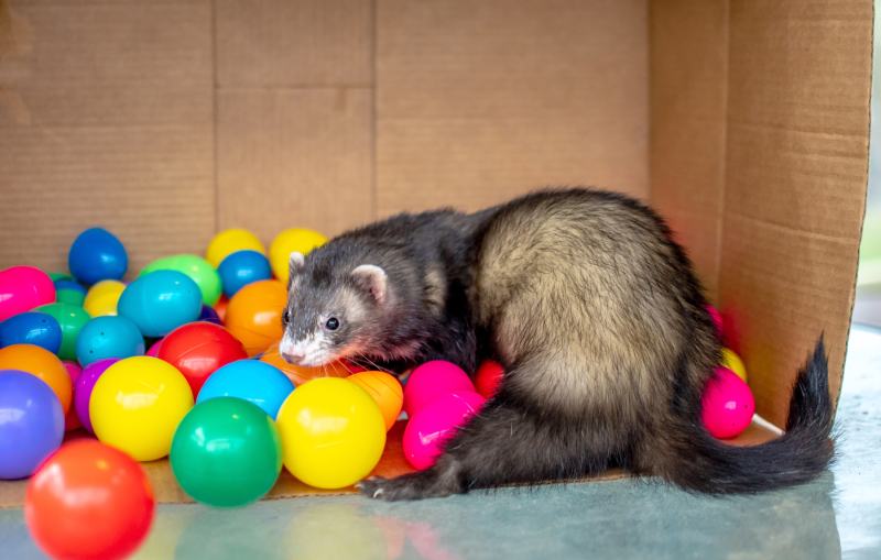 10 Best Ferret Toys 2024 Reviews