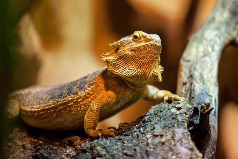 a central bearded dragon on a branch