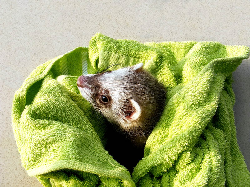 a curious ferret after bath watching around in the sunshine