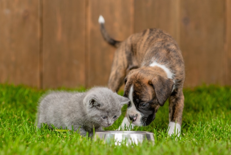 a dog and cat sharing a bowl outdoors