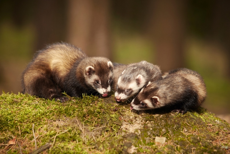 a group of sable ferrets out in the wild