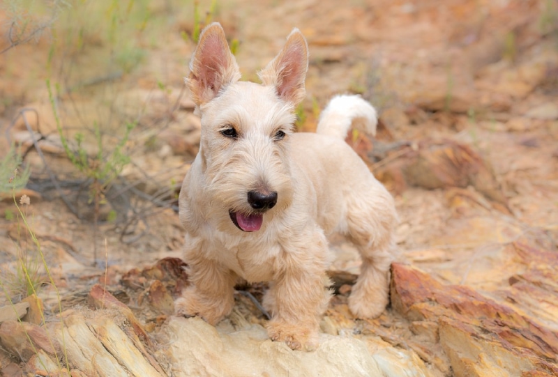 a scottish terrier dog outdoors