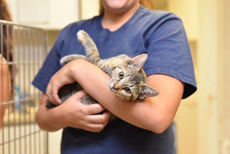 adopting a cat from shelter