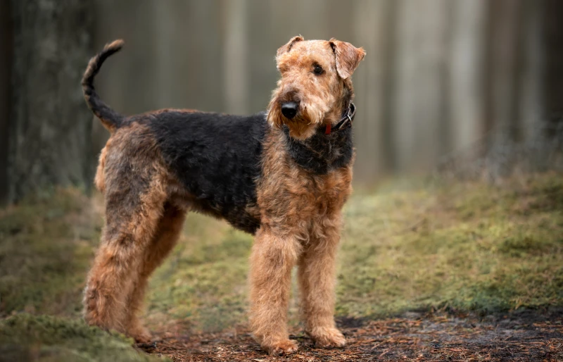 airedale terrier dog standing outdoors in the forest