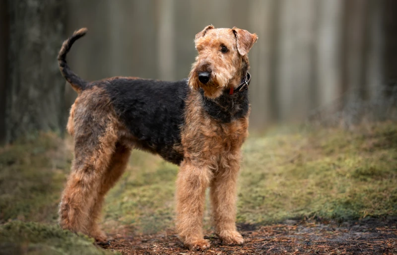 Best clippers sales for airedale terrier
