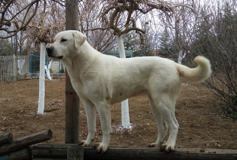 akbash dog standing outdoors