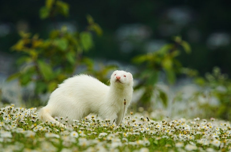 white albino ferret in spring field